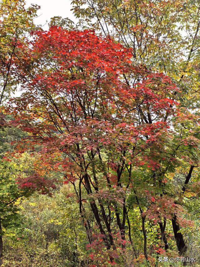 2025辽宁赏秋之旅日记(2)——游览丹东蒲石河森林公园