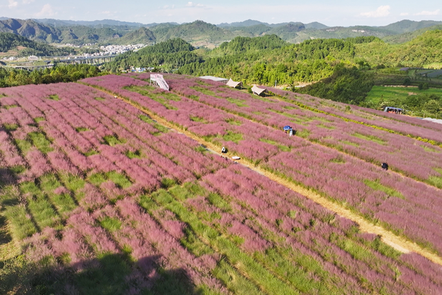 风轻云淡、粉黛花海、蝉鸣醉蝶……麦田湾花海写尽了秋的浪漫
