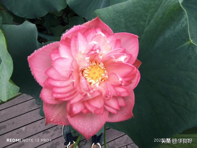 花艳叶新 “荷”你相遇——古漪园观荷记