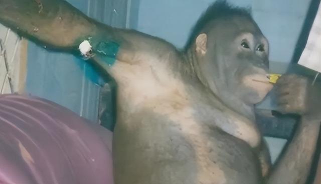 被锁暗室6年：剃毛穿丝袜当玩物，惨状撕开人类伪善面具