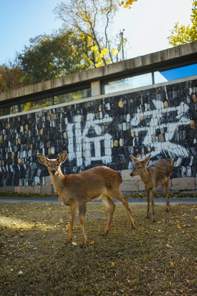 “吴所谓”“越美丽”“钱多多”“王富贵”！吴越文化公园上新“萌鹿F4”