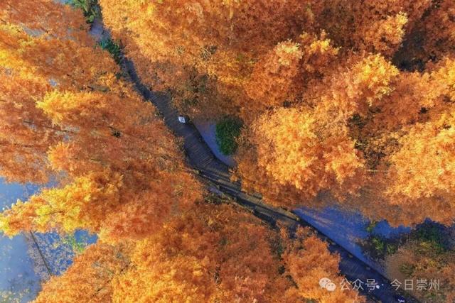 免费又出片！崇州初冬宝藏秘境，美到封神！