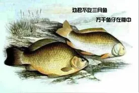 3月不钓鲫鱼等于积德行善，看看老人们是咋说的图片