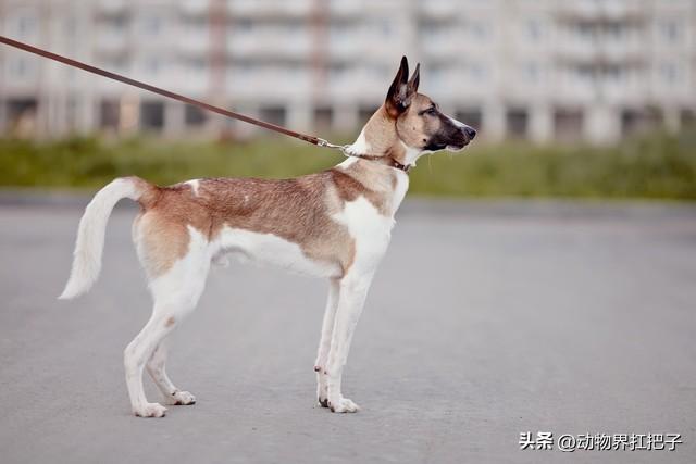 挑战每天认识一种狗——今日猎兔犬