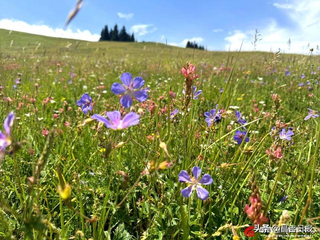 盛夏江布拉提：花海漫坡牛羊缀 清风邀客入画来