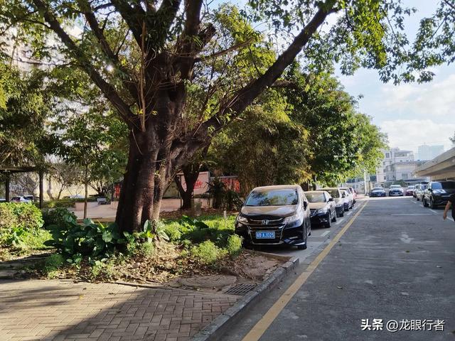 从地铁口出发,游逛刚刚开放的鲲鹏径二号及三号桥