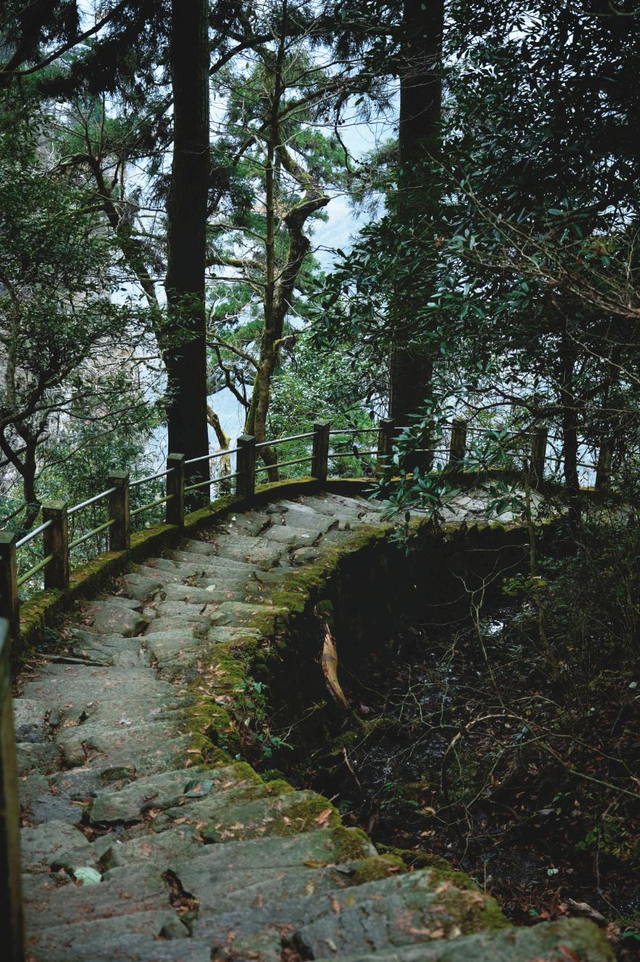 天目山秘境觉醒！用镜头解锁“大树王国”的N种打开方式