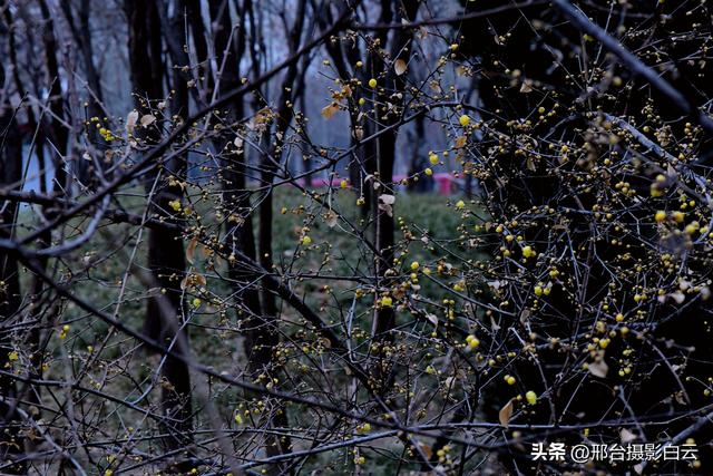达活泉公园腊梅（美图）