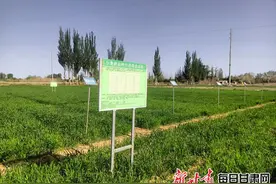 金塔现代农业科技试验基地小麦长势喜人图片