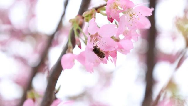 赏樱花除了去南溪山公园，桂林这个新晋网红地也超级好看！