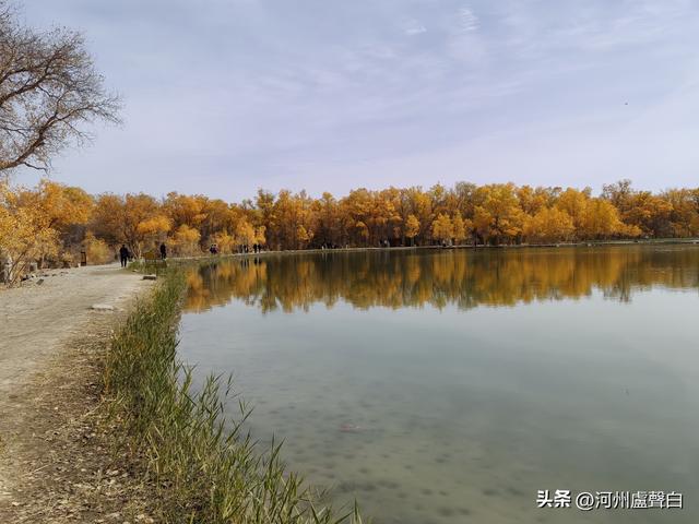 金塔胡杨林