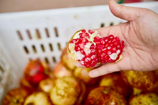 安徽淮北有一座明清石榴园，红了整整几百年，在这里品味百年榴韵