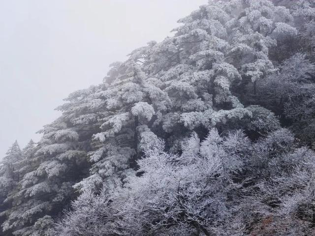 黄山首场雾凇已上线！冬日限定皮肤等你来看！| 皖美冬日 | 第十五届安徽国际文化旅游节