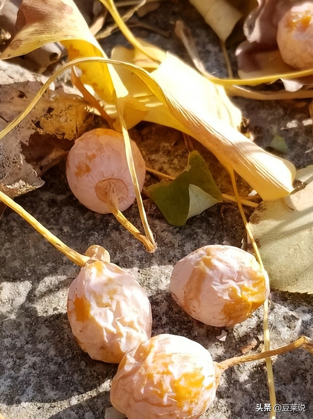 日本人靠它发财，美国人用它打仗	，中国人却把它当毒药扔进垃圾桶