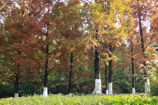 郫都水杉红了！抱着手机猛拍，被这限定美景狠狠惊艳