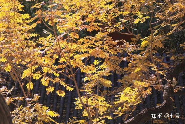 在八大处，寻到了北京最美的秋