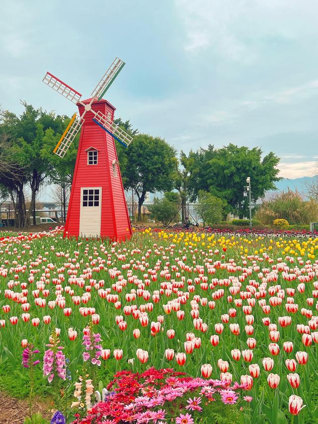 福州春日出游必打卡！农大沙滩公园的郁金香花海，美到令人藏不住