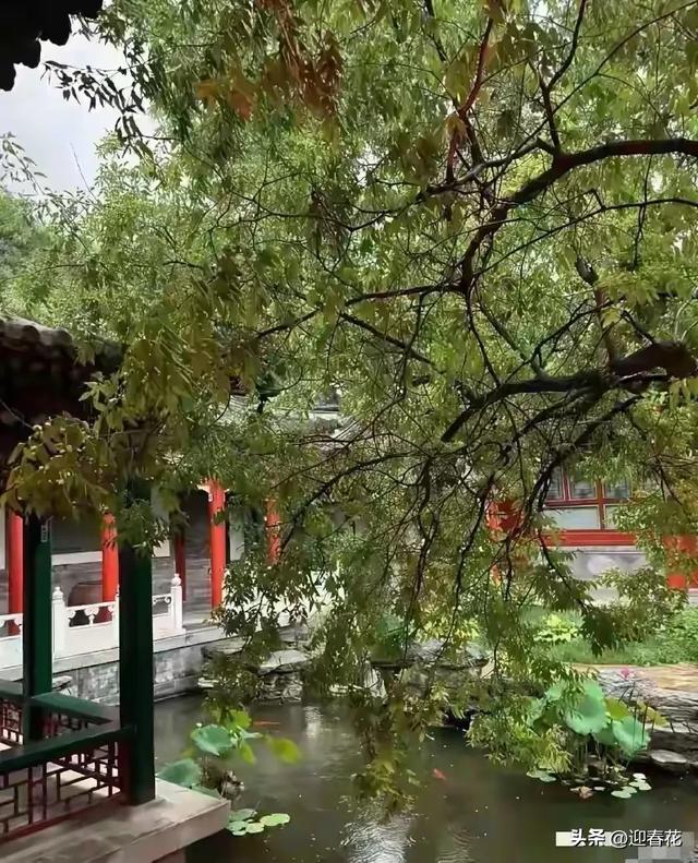 李湘在平台晒自家北京小院，大到让网友以为是景区，真的太有钱了