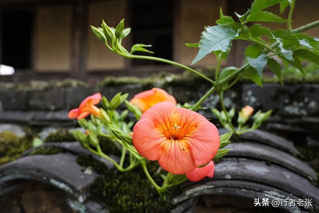 走遍福建古村落，宁德八都福口村，百年古民居都是豪华大宅