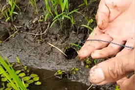 “巨型黄鳝”入侵广东，可达5斤以上，能够吞食鸭子？图片