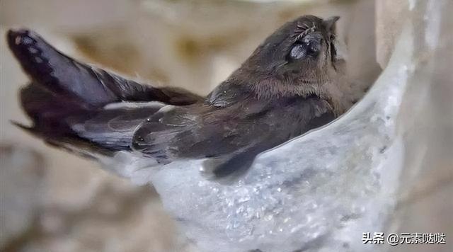 2万6一斤的燕窝怎么来？看四川大叔飞崖取窝，儿子：打死不做这