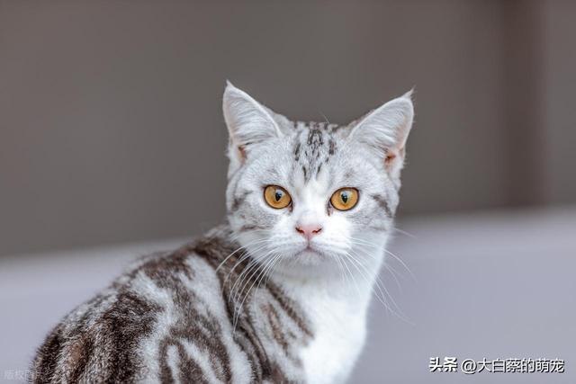 猫咪可能正在默默忍受剧痛，多数铲屎官都忽略了，猫咪疼痛的表现