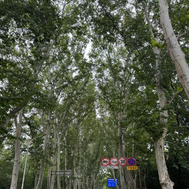 【总要去一趟南京吧】