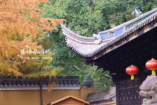 浙江宁波这座山巅古寺的银杏火了，红枫与水杉林也很美，堪比油画