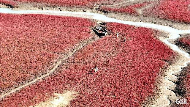 胶州湾红海滩：一片红海，万种生机