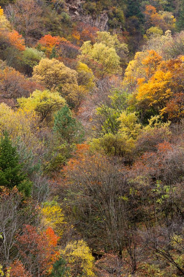 光影札记 | 黑水彩林：八十里画廊的彩林，藏着川西最绚烂的秋