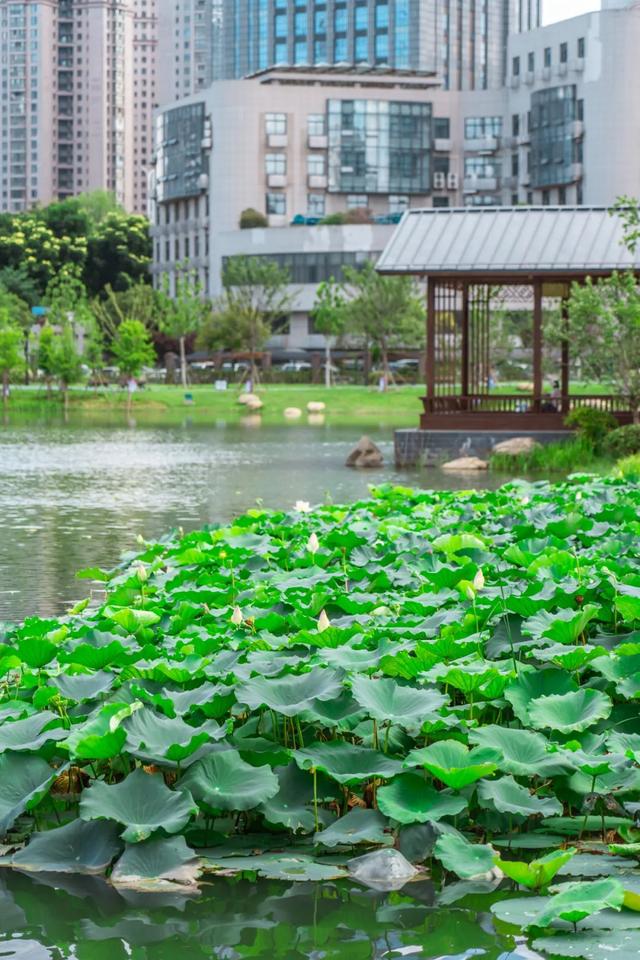藕花深处棹歌远，江汉夏日荷风集