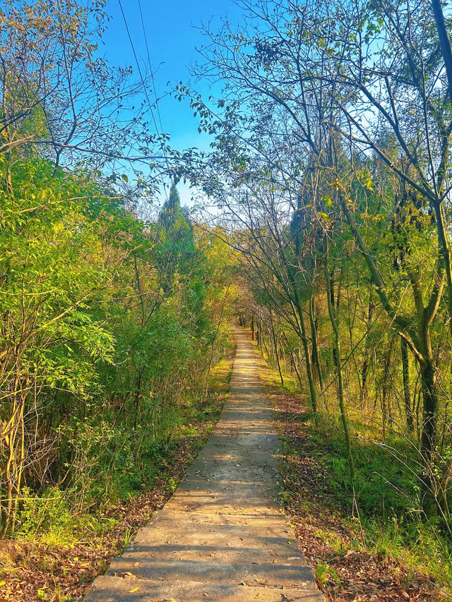 成都1h轻徒步天花板！徒步+奖牌+油菜花+斋饭全都有，亲子友好！
