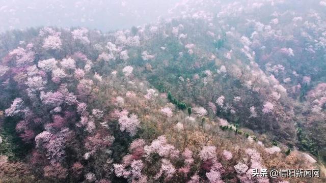 打卡去！信阳这里的樱花开了......