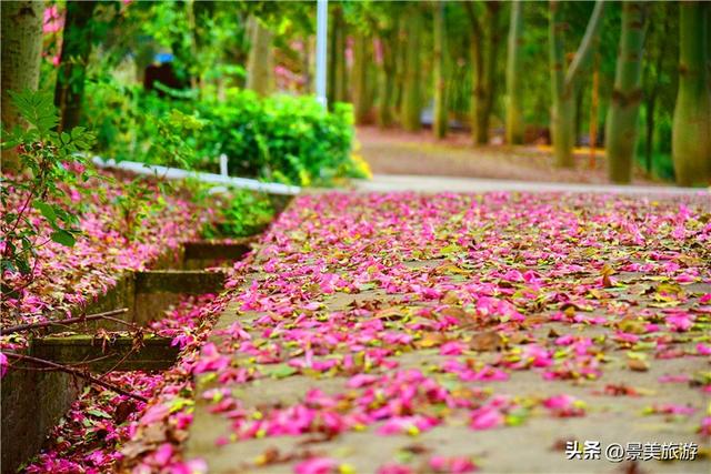 一场寒雨，卡玛缤纷花世界木棉长廊落红无数，就差一个林黛玉