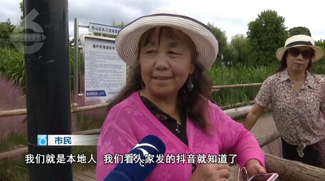 离市区不远!昆明的这片粉色“花海”,也太美了~