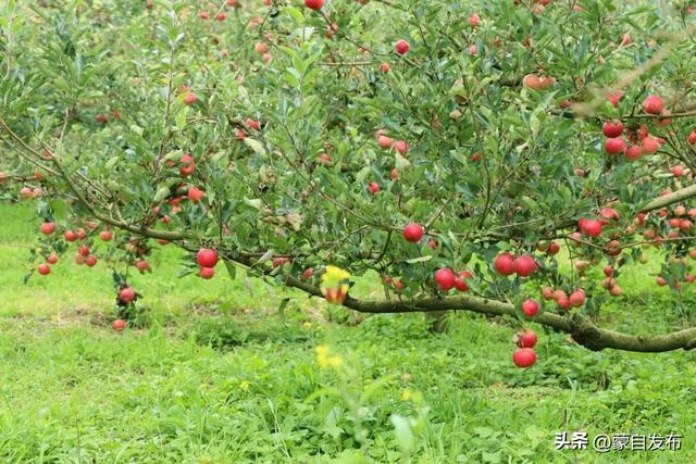 登芳华天梯，享苹果盛宴！来蒙自开启甜蜜激情秋日之约→