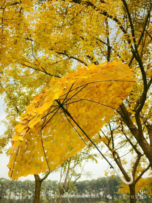 颜值巅峰的冬日秘境!上海共青森林公园,12月最值得去的免费公园