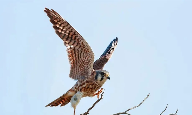 鹰隼、隼击的隼不读jí，那怎么读？隼什么意思？隼和鹰有何不同？