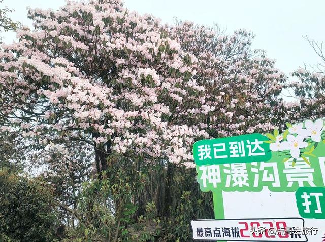 四川又一高山杜鹃惊艳了，刚好进盛花期，云海中的花园，非常唯美