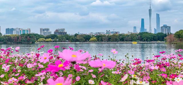 王平散文欣赏 || 荔湾湖春游感怀