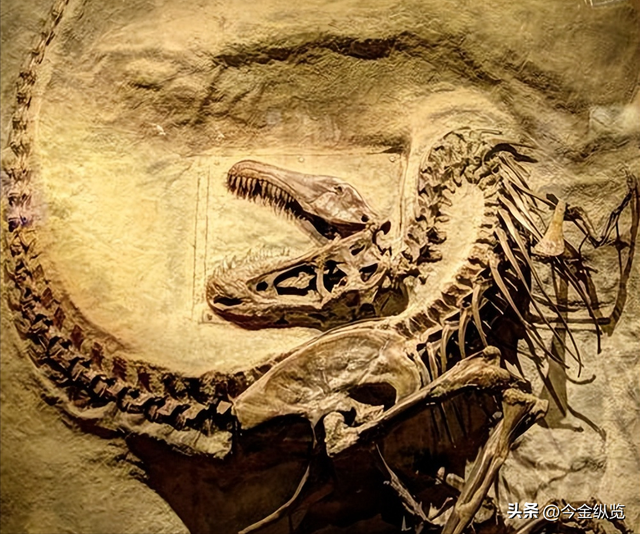 恐龙为何仰天长啸？解密亿年谜团，30只蜥蜴尸体揭开死亡姿态真相