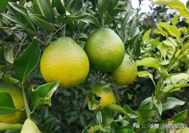 来邛崃桑园镇！赴一场“橙黄橘绿”的甜蜜邂逅