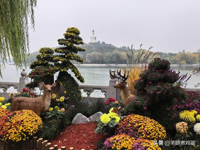 秋风独宠一园菊，晚来香艳出樊篱——北京北海公园2025年菊花展