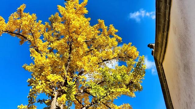 此时的你，被美到了！