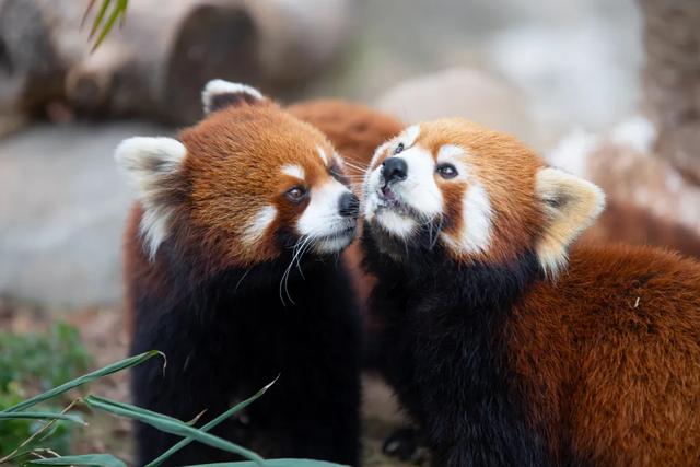 好“牛”!国宝顶流,厦门首展!送票→