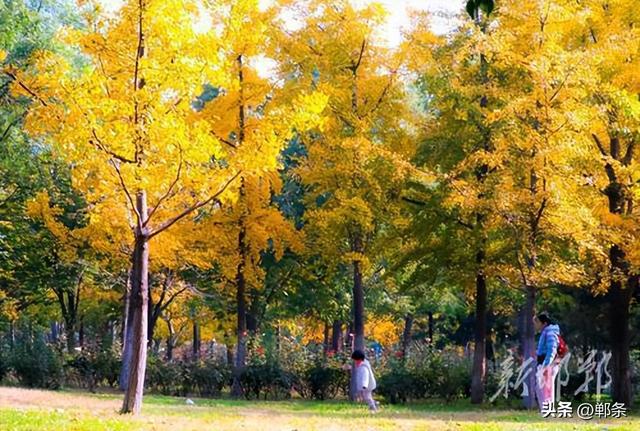 龙湖公园银杏染秋 定格深秋童话景致
