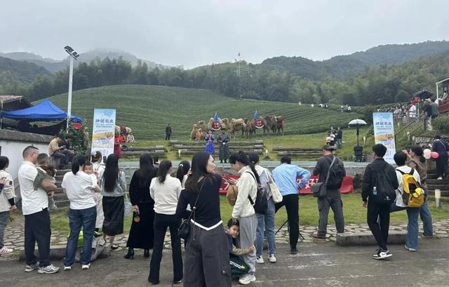 驼铃响江南~阿拉善驼队走进绍兴坡塘村，村书记大呼“我们成骆驼村啦！”