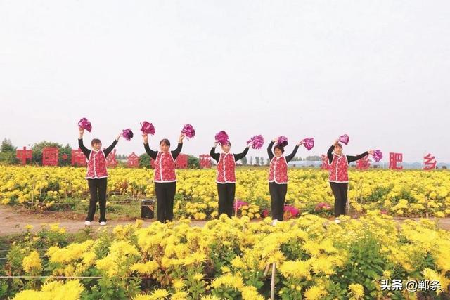美在邯郸丨肥乡区南赵村千亩菊花盛放——秋日菊韵，金色邀约