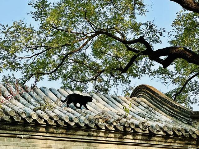 当一位普通北京市民爱上逛公园