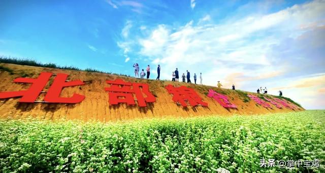 陇县河北镇：荞麦花海映初心 万亩花海促振兴